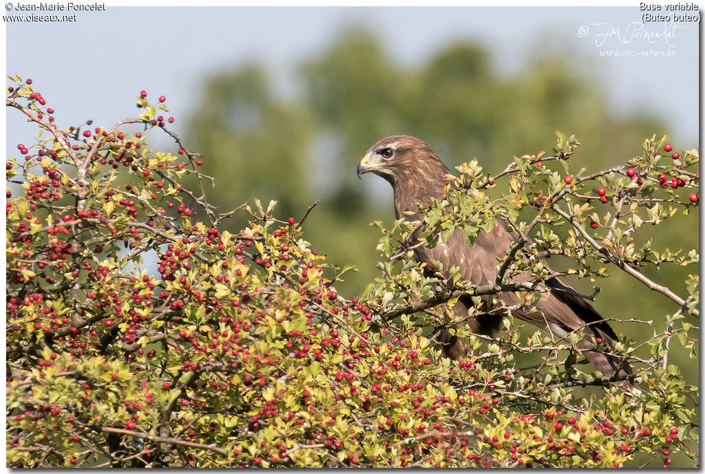 Buse variable