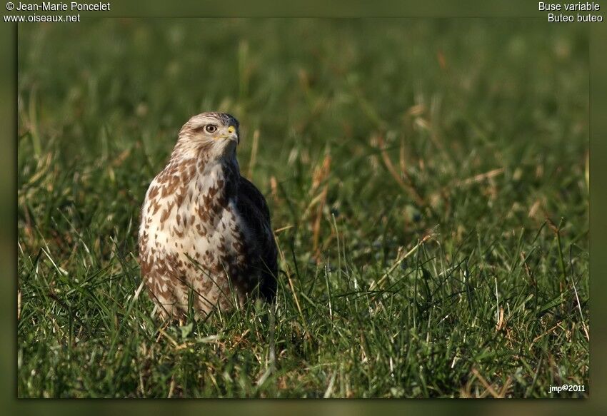 Buse variable