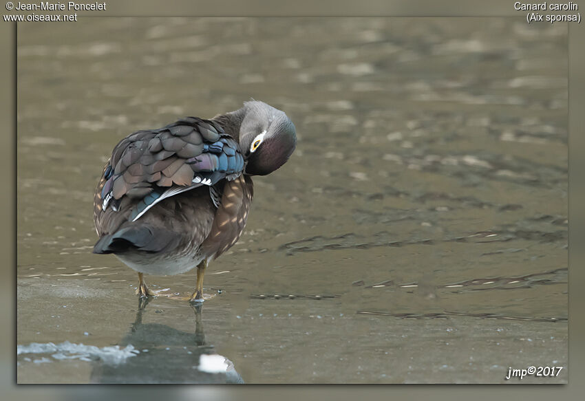 Wood Duck