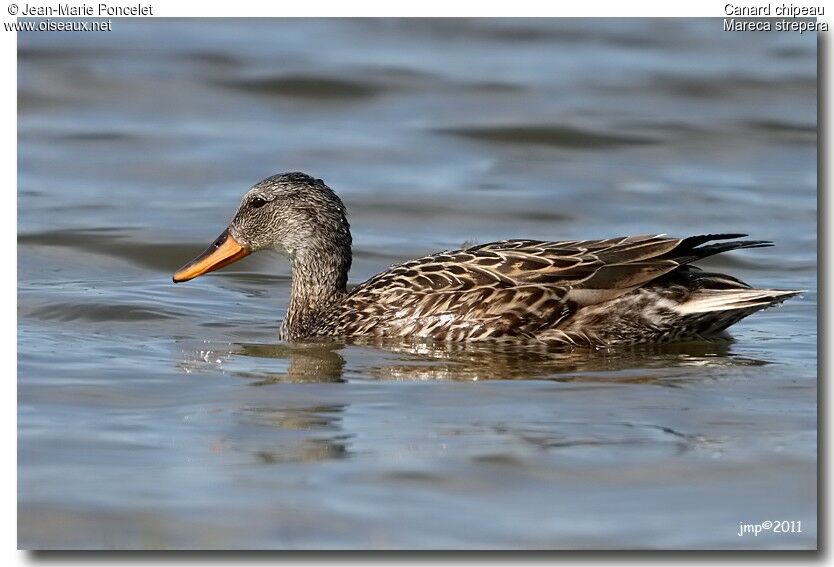 Canard chipeau