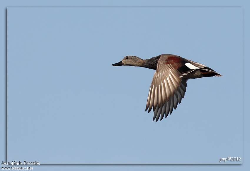 Canard chipeau mâle adulte, Vol