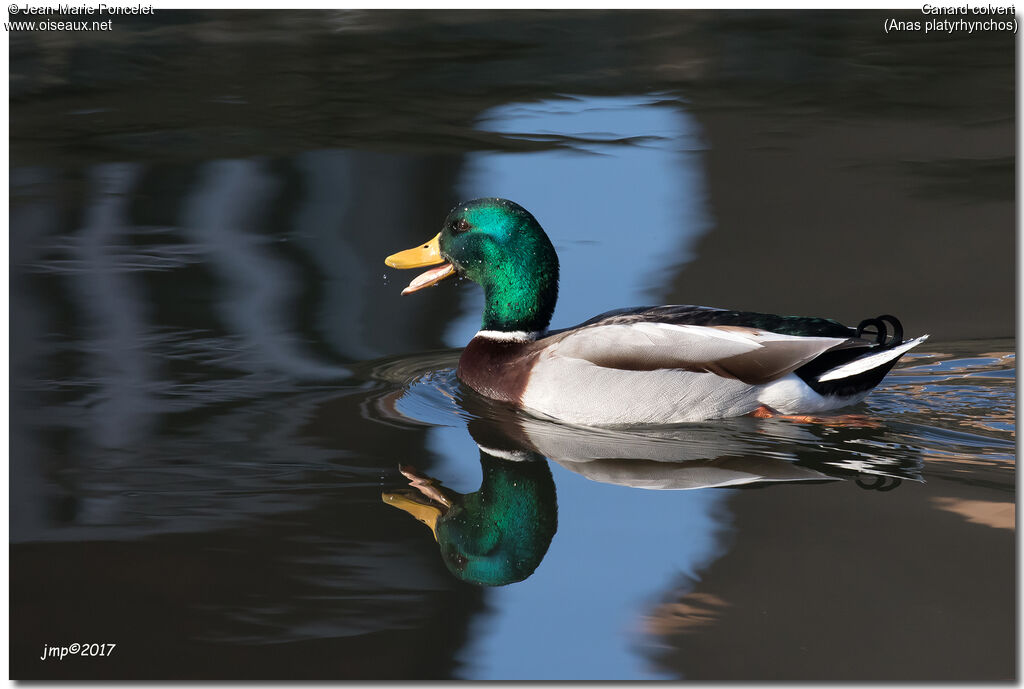 Canard colvert
