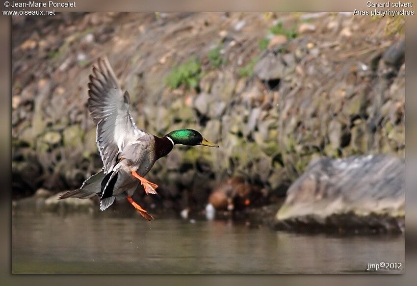 Canard colvert