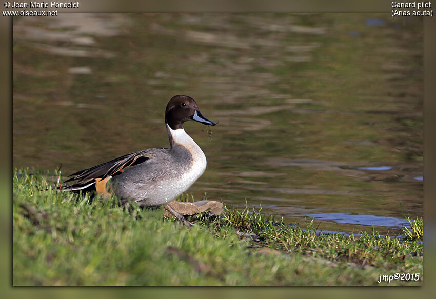 Canard pilet