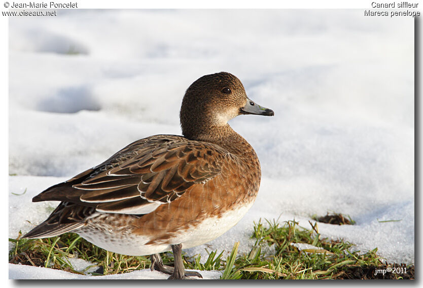 Canard siffleur femelle adulte