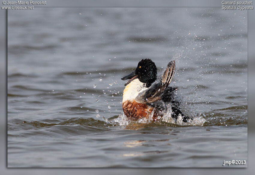 Canard souchet