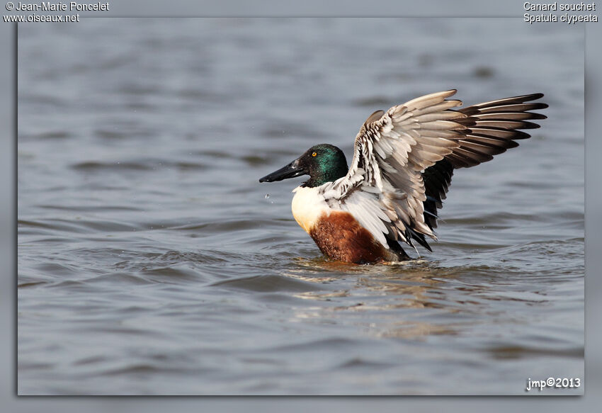 Canard souchet