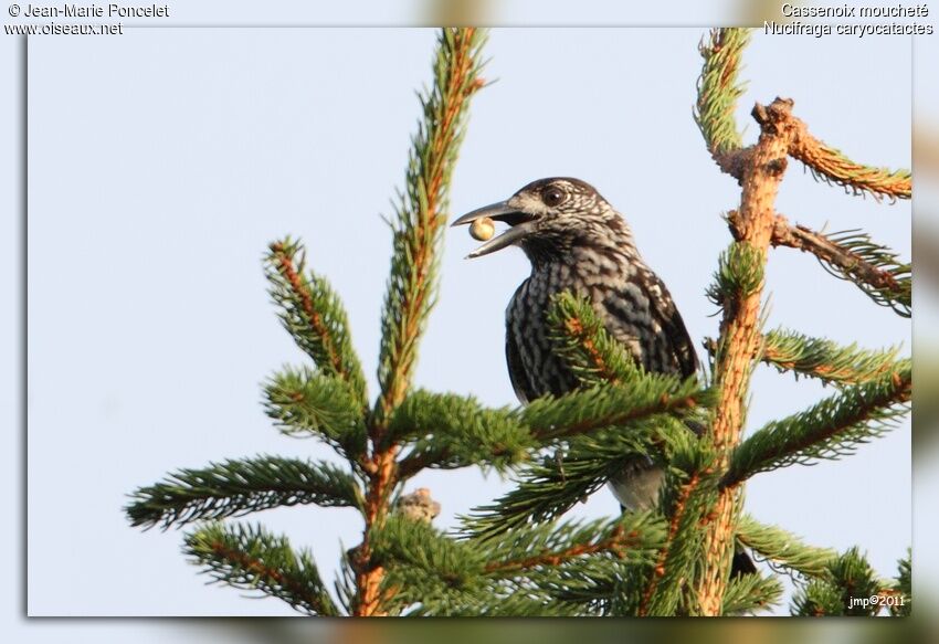 Northern Nutcracker