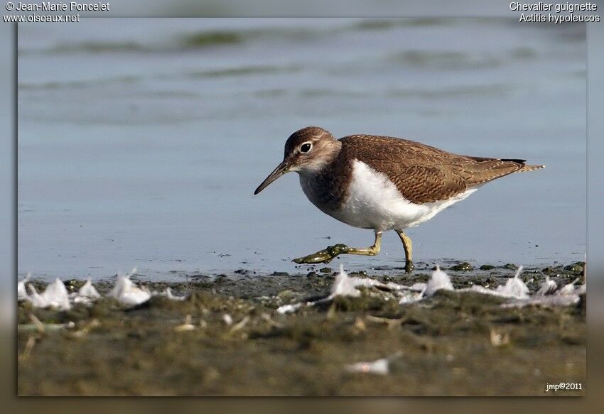 Common Sandpiper