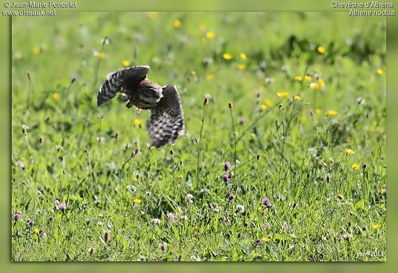 Little Owl