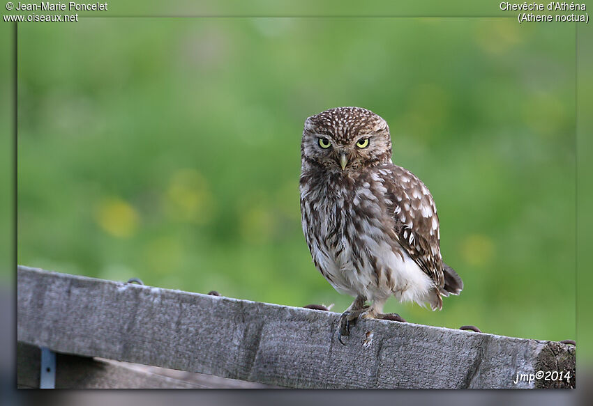 Little Owl