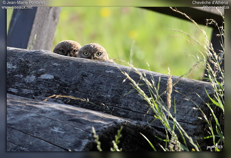 Little Owl