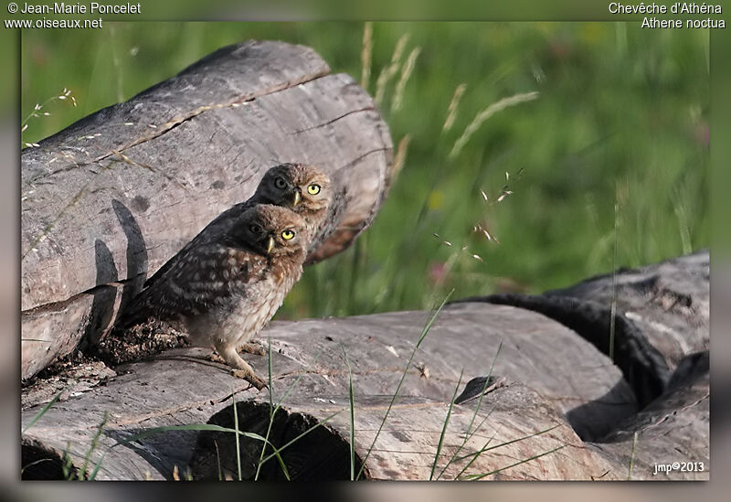 Little Owl