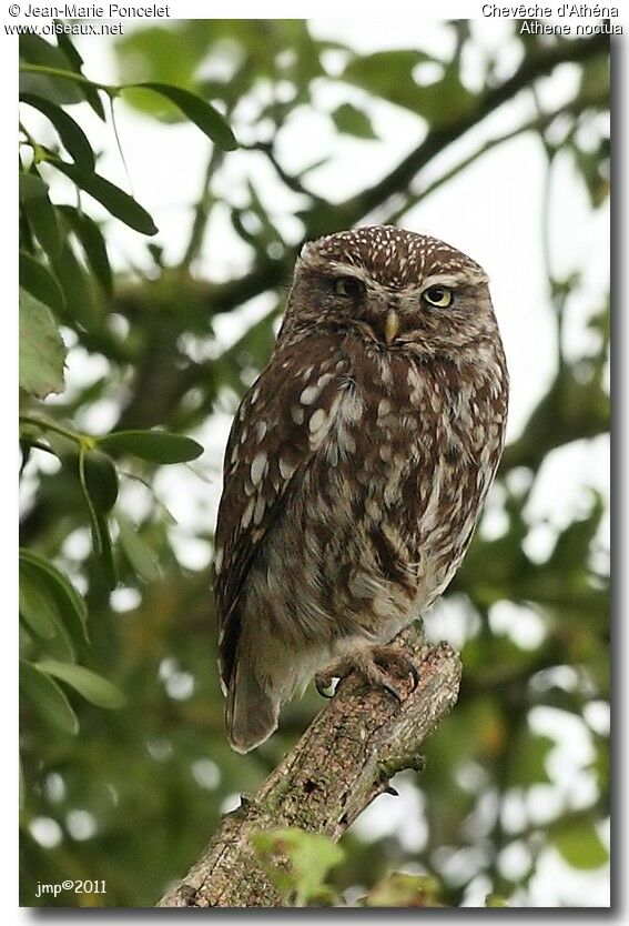 Little Owl