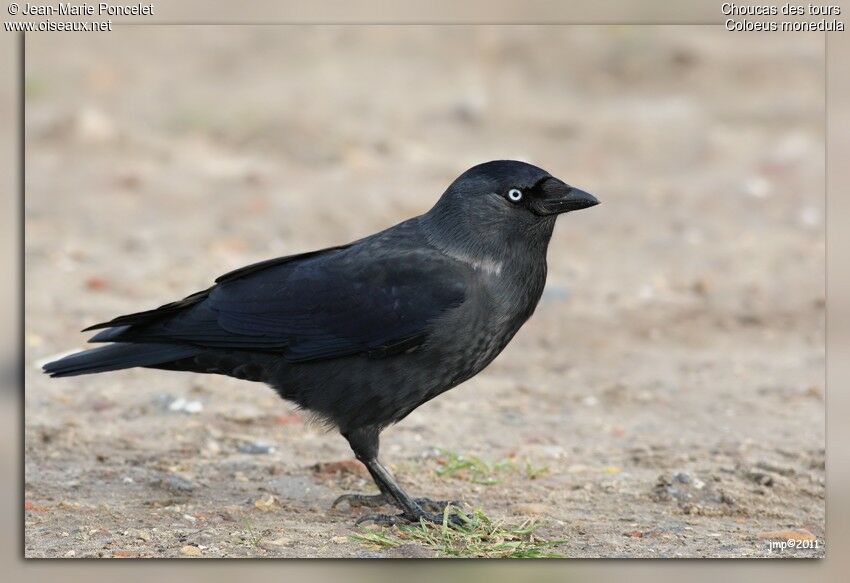 Western Jackdaw