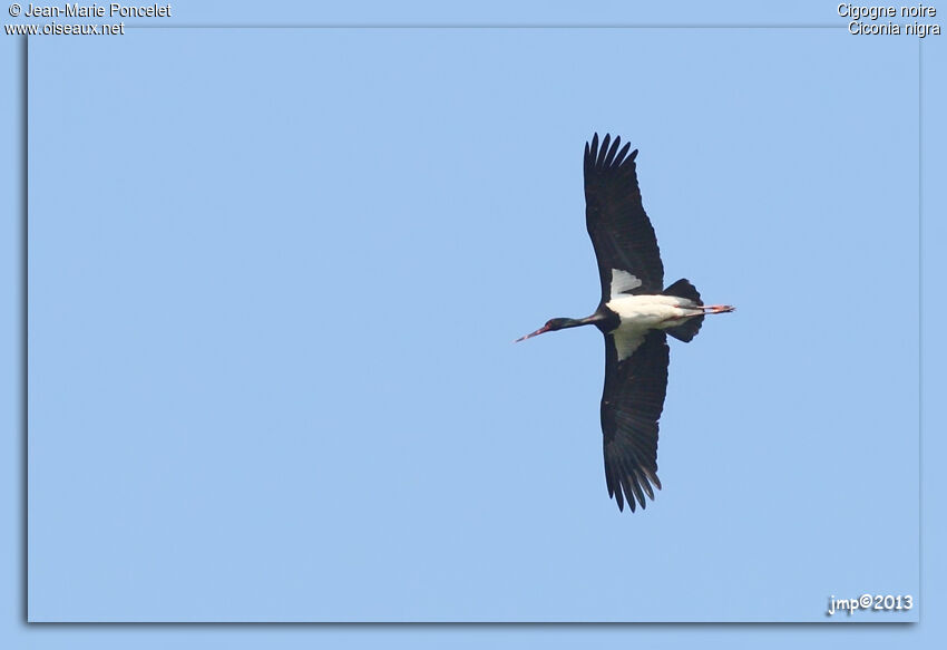 Black Stork