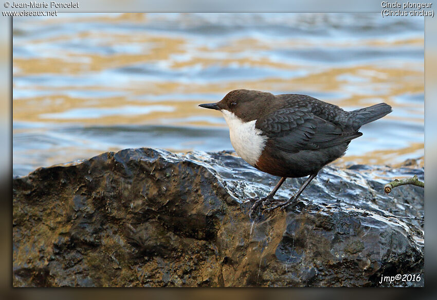White-throated Dipper