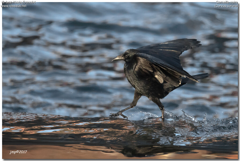 Carrion Crow