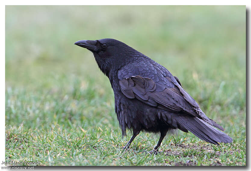 Carrion Crowadult, pigmentation, Behaviour