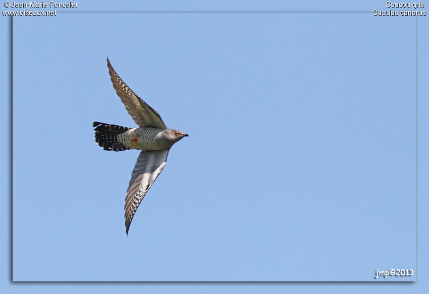 Common Cuckoo