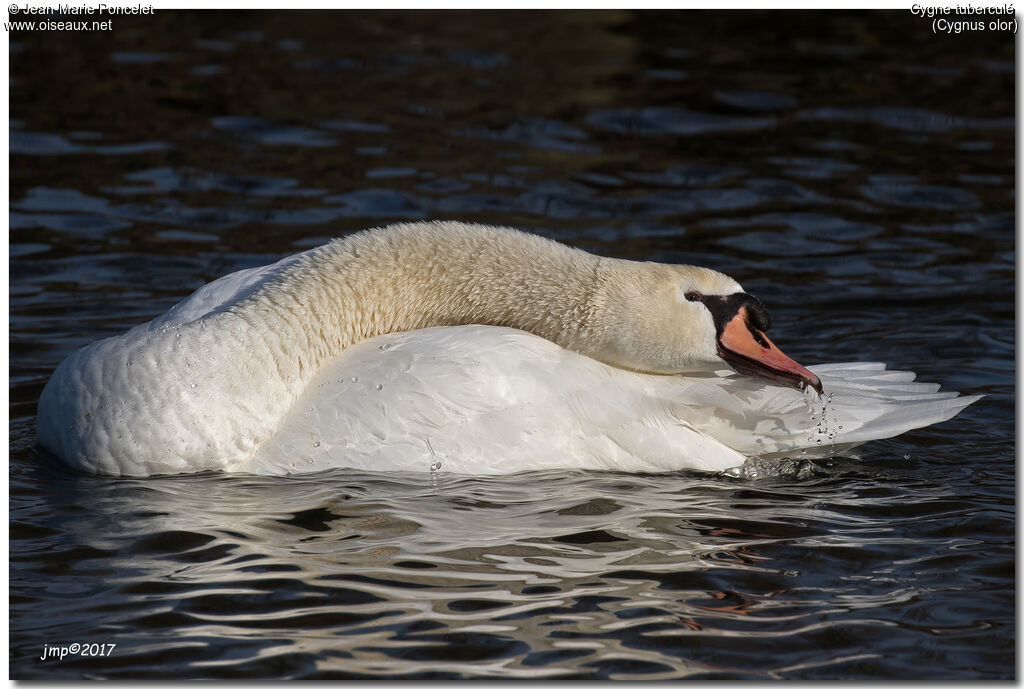 Cygne tuberculé