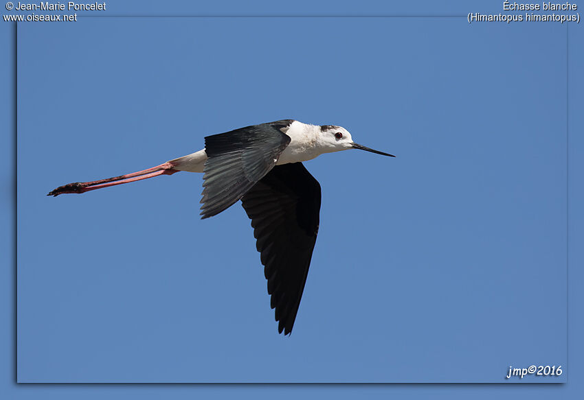 Black-winged Stilt