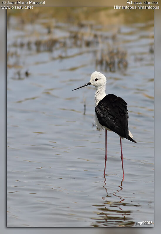 Black-winged Stilt
