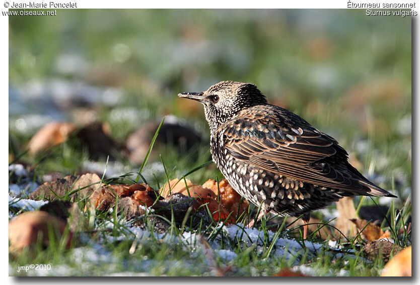 Common Starling