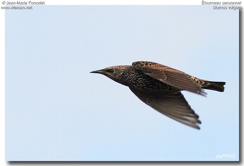 Common Starling