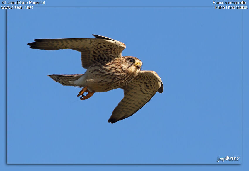 Common Kestrel