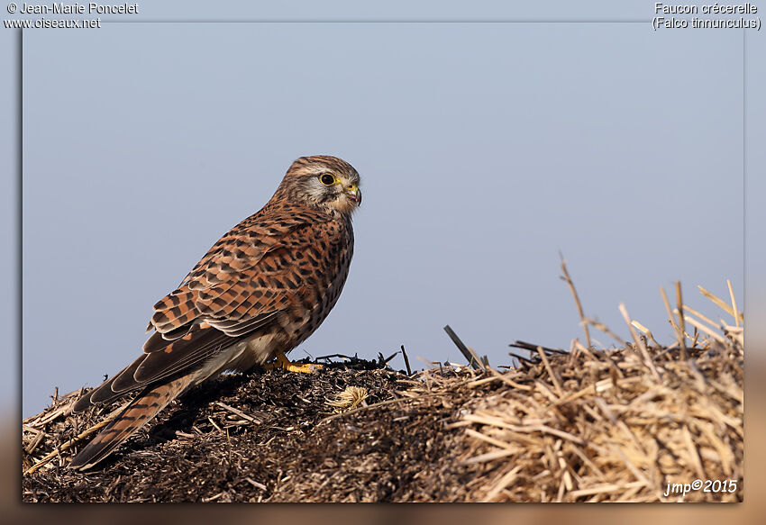 Common Kestrel