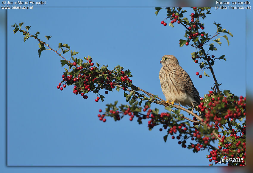 Common Kestrel