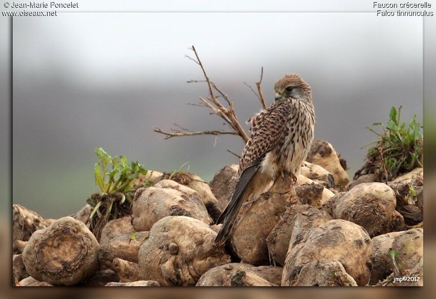 Common Kestrel