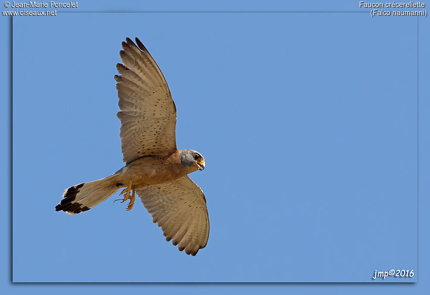 Lesser Kestrel