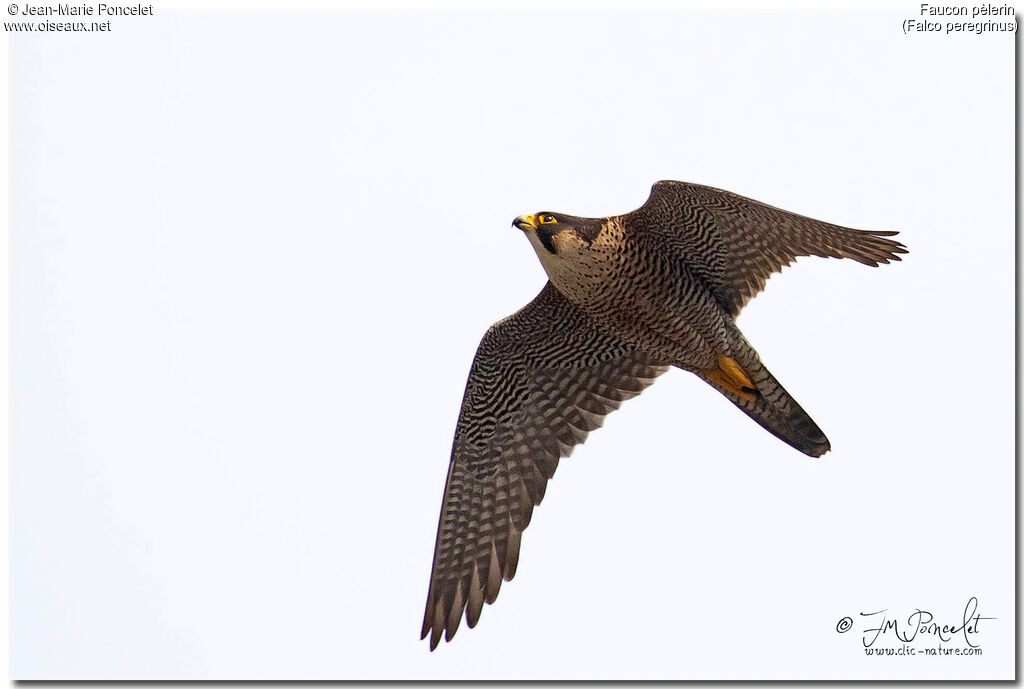 Peregrine Falcon