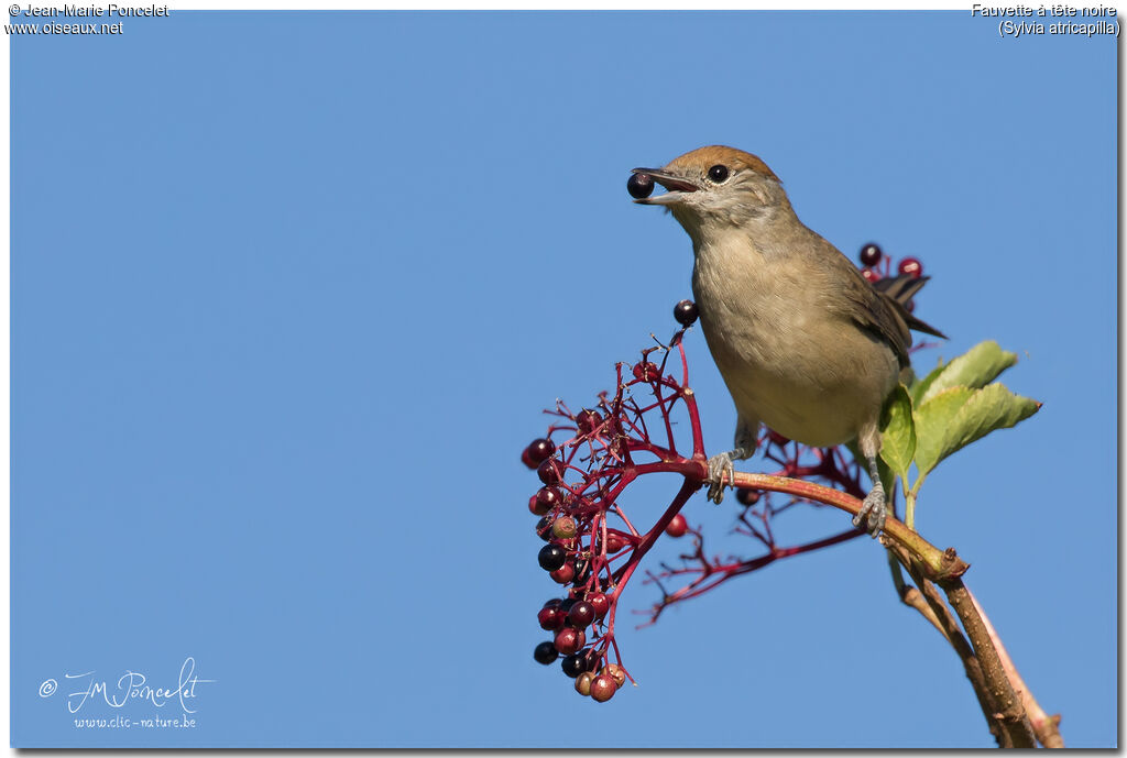 Eurasian Blackcap female