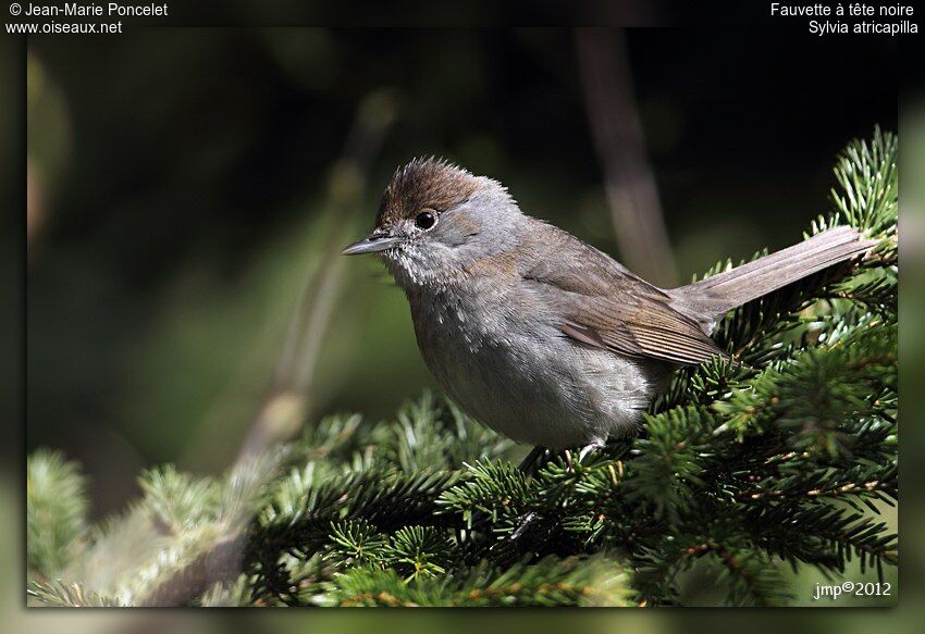 Eurasian Blackcap female