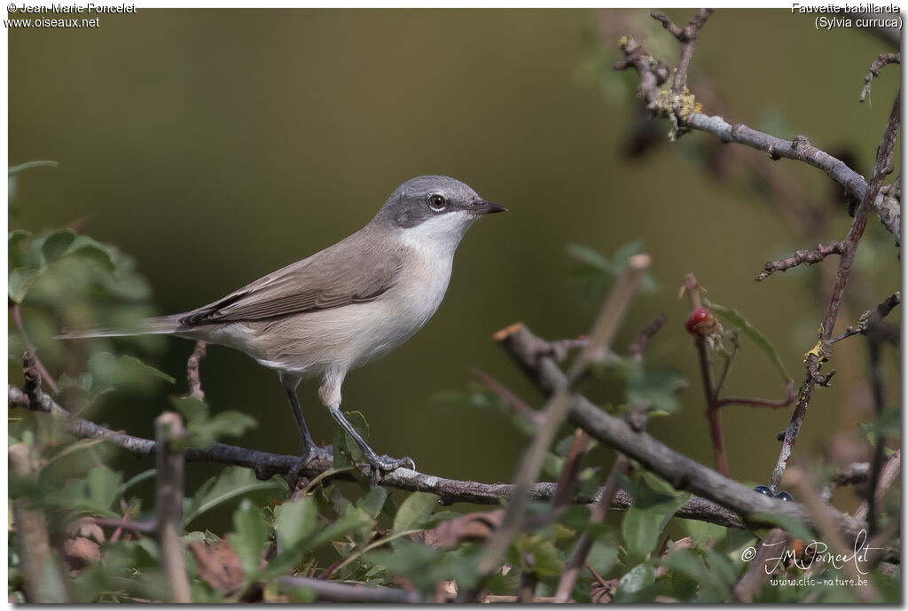 Lesser Whitethroat