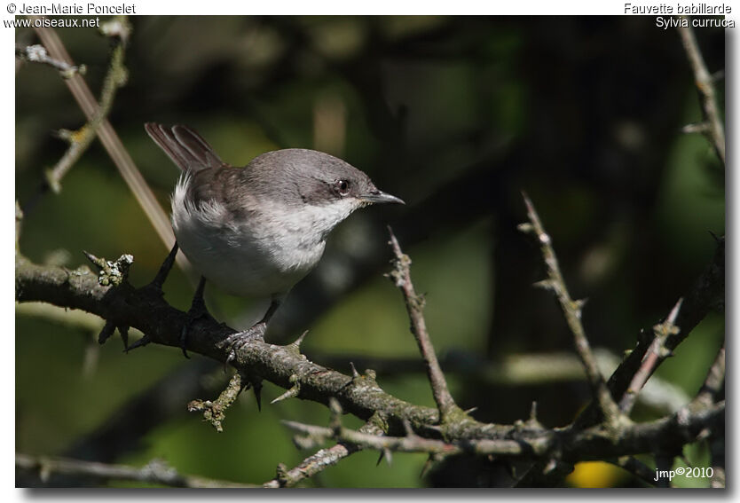 Lesser Whitethroat