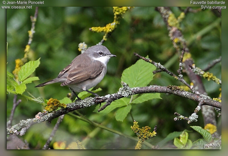 Lesser Whitethroat