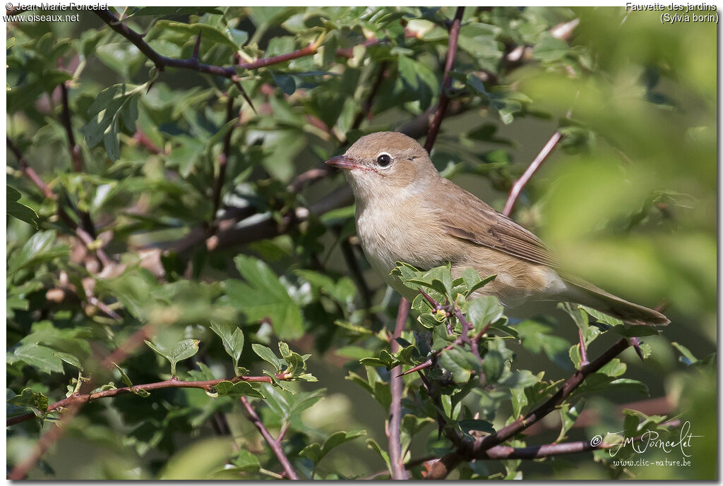 Garden Warblerjuvenile, identification