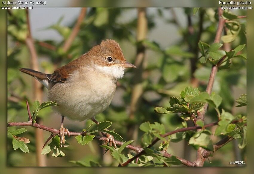 Common Whitethroat