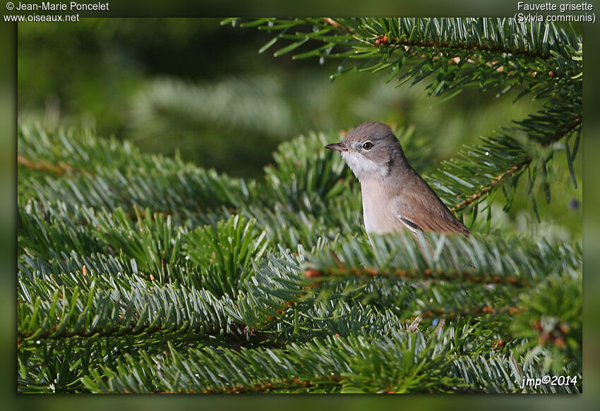 Common Whitethroat