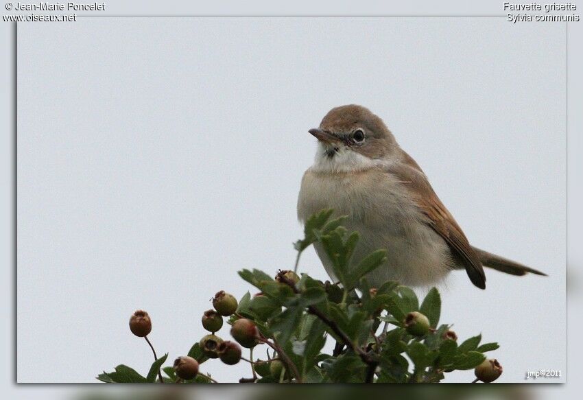 Common Whitethroat