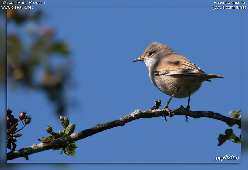 Common Whitethroat