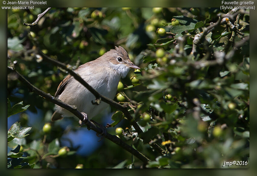 Common Whitethroat
