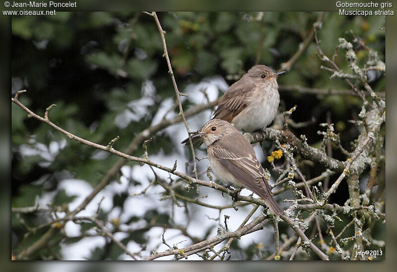 Spotted Flycatcher