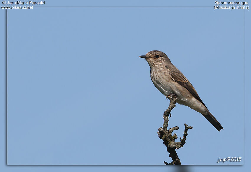 Spotted Flycatcher