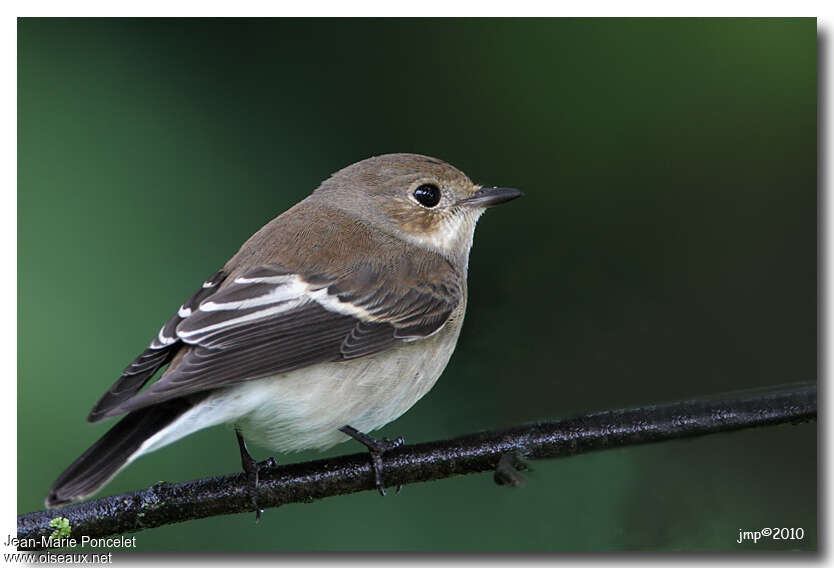 European Pied Flycatcheradult, identification