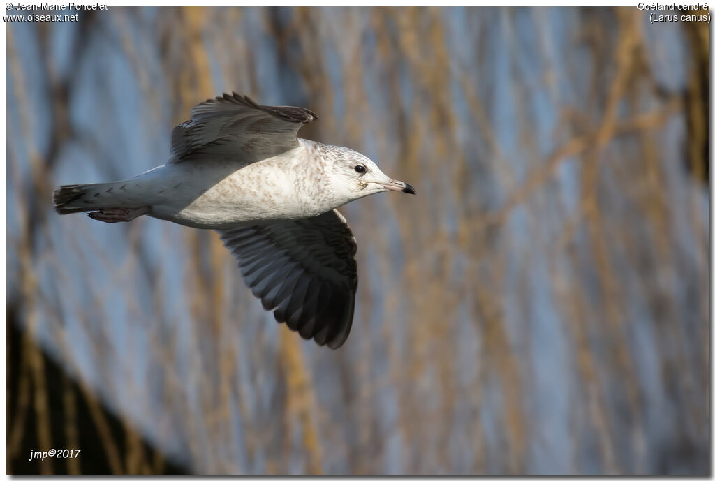 Common Gull